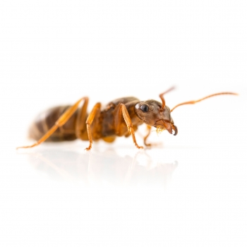 Lasius (Chthonolasius) umbratus